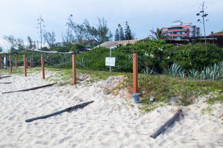 WSL entrega Praia de Itaúna com 970 metros de área de vegetação protegida após VIVO Rio Pro 2026